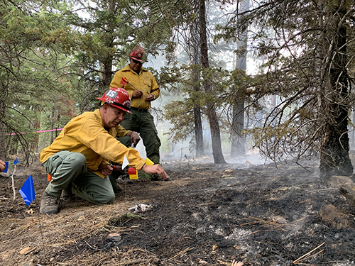 Two wildland firefighters inspect a burned out area of woodland and set markers on the ground