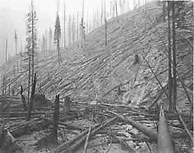 Black and white photo of burned out timber.