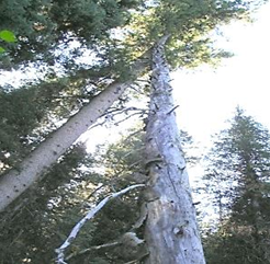 hazard-tree-hang-ups. Photograph looking up into tree tops and seeing one tree leaning up against another.