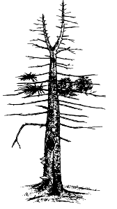 Line art of a snag tree with bare branches