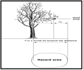 Figure 2 - graphic of a tree showing the distance of dead limb hazard area.