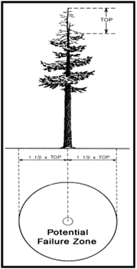 Figure 3 - graphic showing a pine tree with potential failure zone of the dead top.