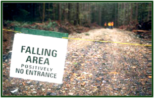 Forest road with sign blocking road reading falling area positively no entrance.