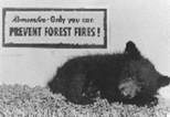 Picture of Smokey Bear, a live cub used to promote the prevention of forest fires.