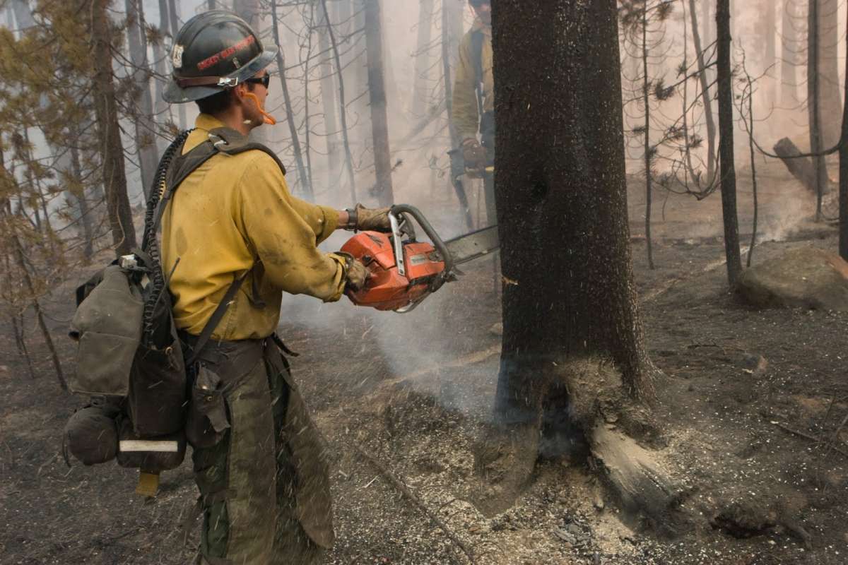 Firefighter with chainsaw cutting down a tree