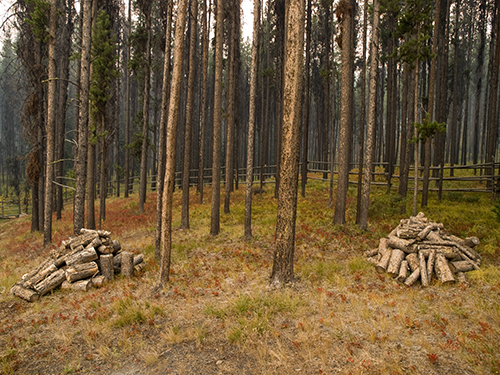 Photo Looking into pine forest with downed trees cut and placed neatly in piles.  decorative.