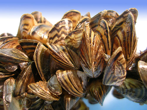 – A cluster of zebra clams which spread to other water bodies by clinging to the hulls of boats.