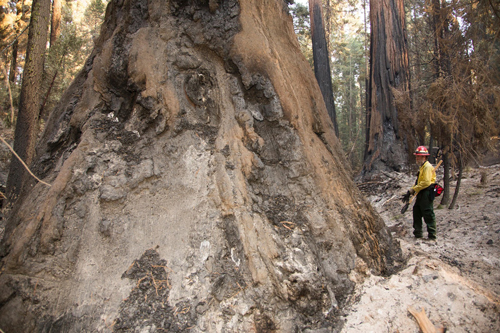 Wildland firefighter standing next to a massive redwood tree that has been damaged by fire.