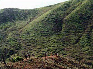 The trail follows the top of the ridgeline from Stand 2 for approximately 1/3 mile to an spur ridge looking east toward Hell's Gate Ridge below Storm King Mountain where most of the events occurred. At this location, interpretive signs tell the story of the fire. If constrained by time or physical limitations, this stand may serve well as the last stand and the group can conduct Integration discussions at this point.