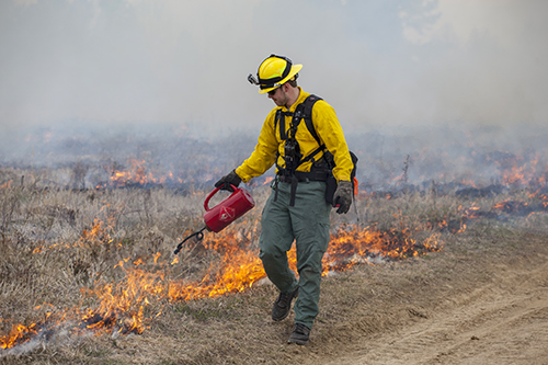 Photo of wildland firefighter walking along with drip torch igniting grass fuels with heavy smoke in background. Decorative