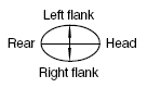 flank image