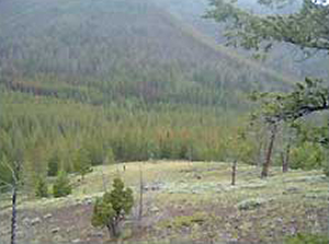 Looking down from the trail into the area where the Blackwater Fire originated from a lightning struck tree.