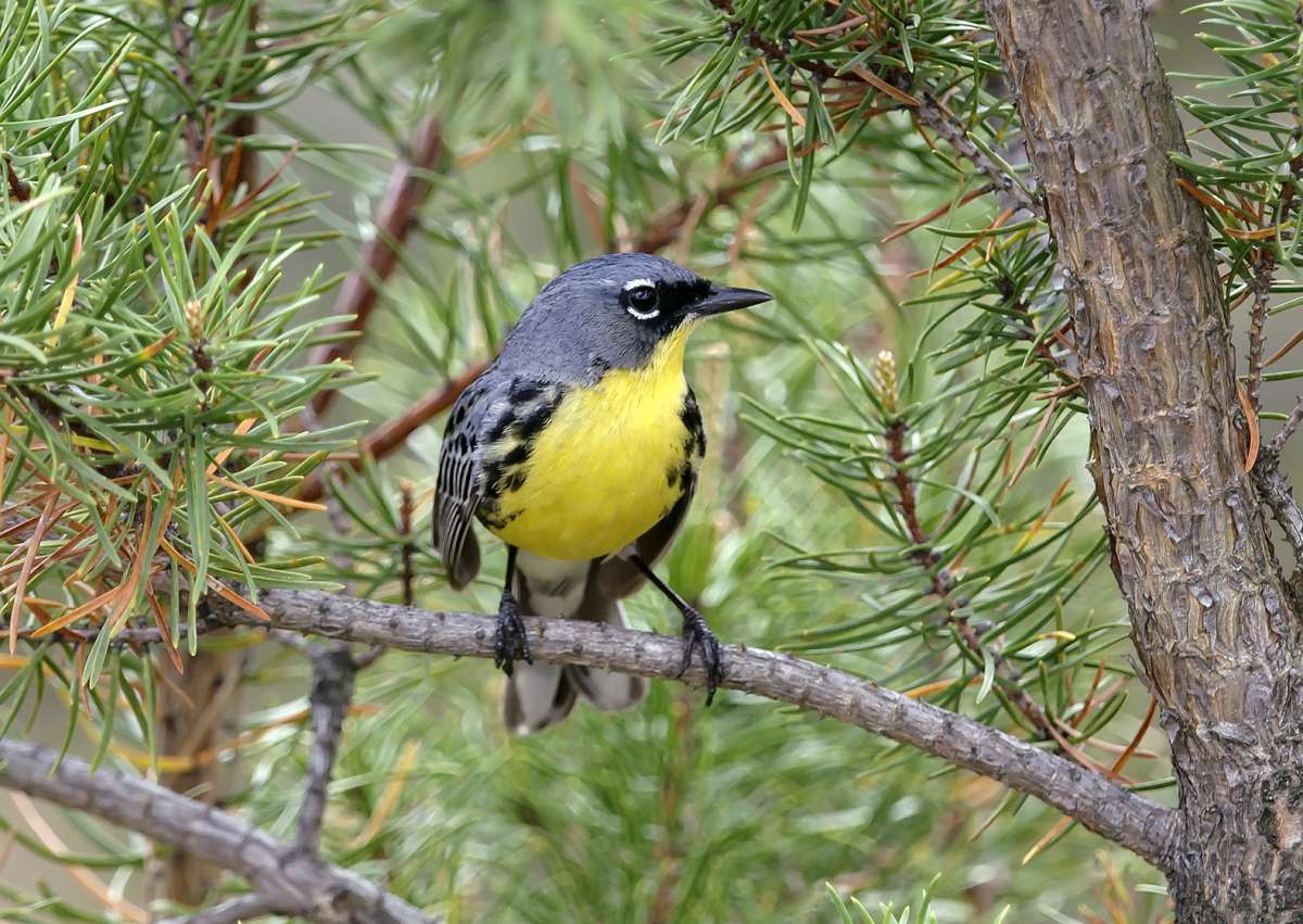 Little gray bird with yellow bely perched on a tree branch.