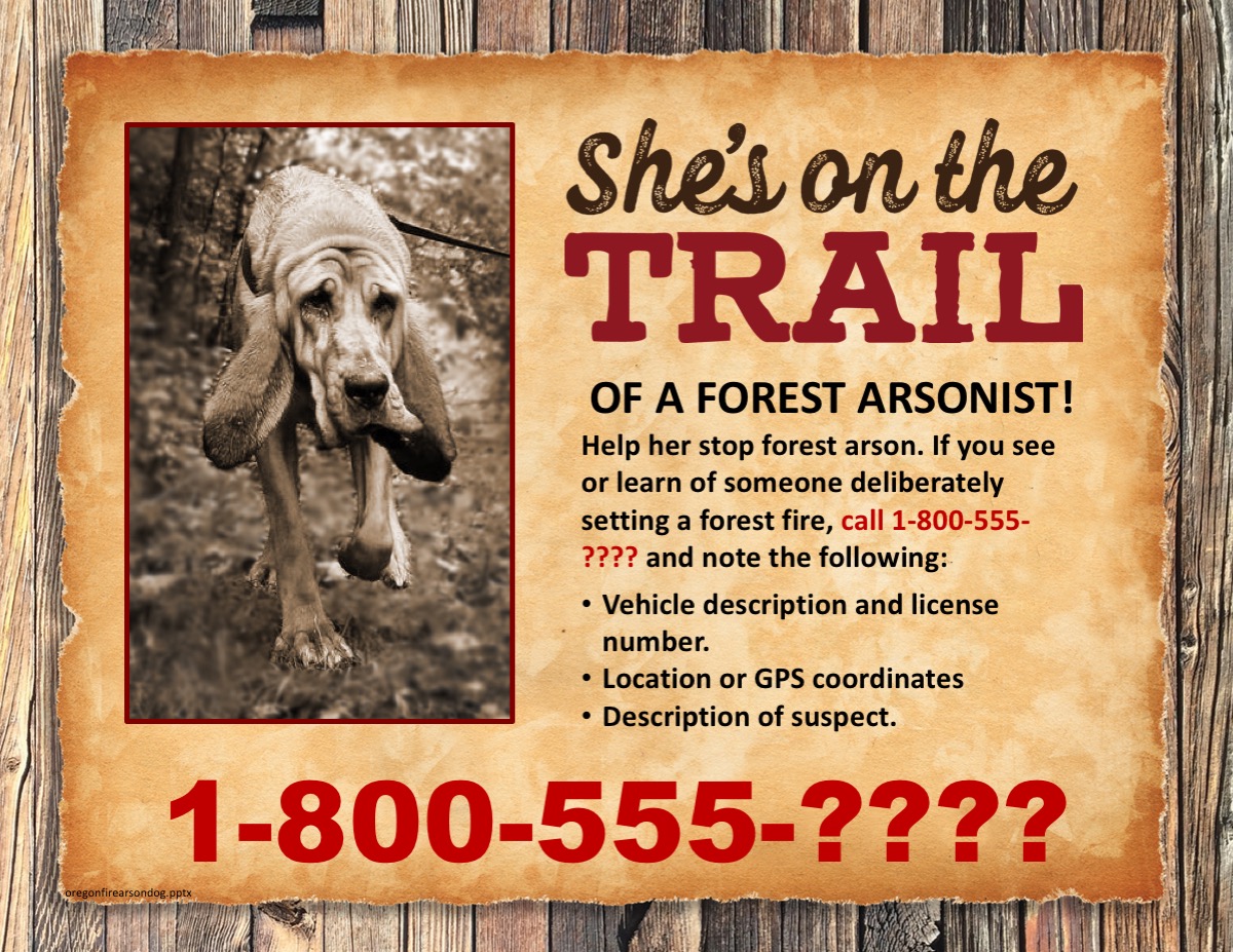 She's on the trail of a forest arsonist; photo of arson dog