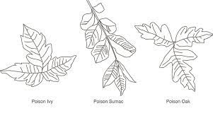 From left to right, poison Ivy, poison Sumac, and poison Oak.