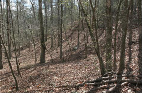 A forest filled with numerous trees the ground covered with rich brown leaves.