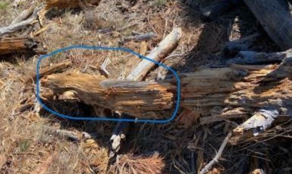 The top of the tree (in blue circle) smashed through the skid steer glass and hit the operator.