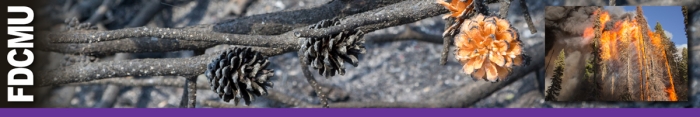 FDCMU header graphic.  Burned pine cones with one not fully burned and inset photo of a stand of timber in flames. Decorative.