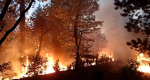 Photo of burning trees.