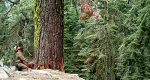 Image of sawyer looking at large tree to be cut