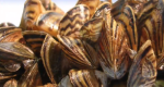 Image of zebra mussels